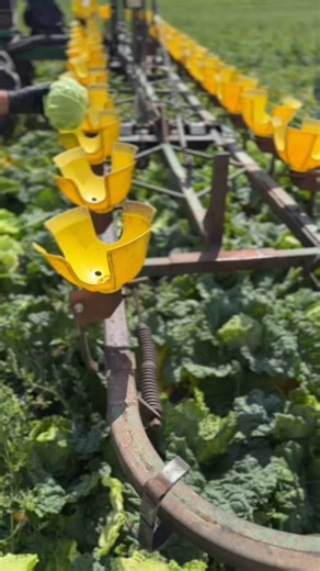 118 reactions · 6 comments | 4 Harvests in 7 Seconds. Can you name all the crops?   Drop your guesses in the comments! Want to know more about what we produce and who we do it for check out our website - link in our bio. . . #HarvestSeason #FarmReel #Hammondproduce #GuessTheCrop #FarmingLife #BritishFarming | Hammond Produce | Facebook