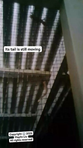 The lizard's tail is still moving It'll grow back :) 6 November, 2025 | Maylin Liu
