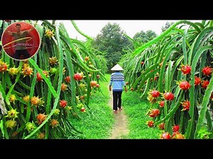 HOW TO TRAVEL VIETNAM, CAMBODIA AND LAOS