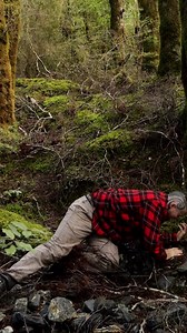 Horopito — New Zealand’s wild pepper. Its taste is sharp, like wild pepper. It’s medicine. Antibacterial. Antifungal. I crush the leaf — its juices clean the wound, the heat numbs the flesh. Nature provides. Inside the leaf is polygodial — a compound that fights infection, fungi, and bacteria. This is bush medicine. Tēnā koe te ngahere — thank you, forest. ⭐️ Follow for more ⭐️ 🎥 lumix G9 II #BushMedicine #Horopito #PrimalHealing #Wildcraft #ForagersLife #NewZealandPlants #SurvivalSkills #Natur