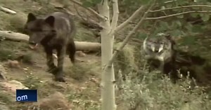 Local officials respond to new wolf proposal