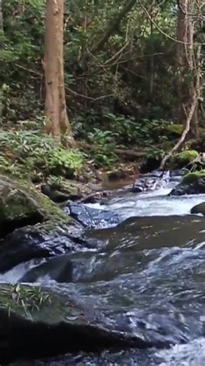 #naturesvoice #nature #naturesounds 😴🌱