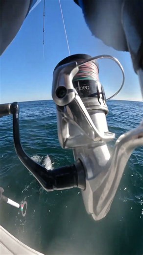 Bluefin Tuna Catch And Release Gripper