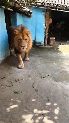 Hamne wahi lagaya dil 💔 || jaha dil lagana mana tha || #sad #song #lyrics #shorts #status #love