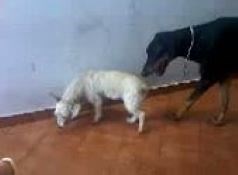 Dog mating fail - YouTube – смотреть видео онлайн в Моем Мире | людмила жижневская