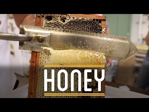 Harvesting Honey | How to Make Everything: Sandwich (3/12)