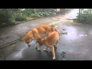 Two Dogs Having Sex
