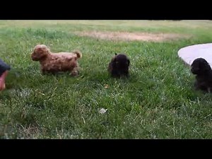 Cavapoo Puppies For Sale