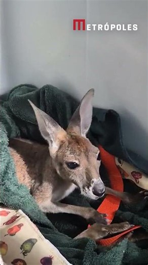 Rejeitada pela mãe, filhote de canguru é adotada por bióloga em SP