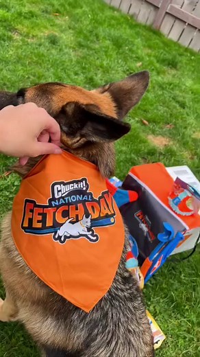 3.6K views · 66 reactions | Celebrate National Fetch Day with me and @chuckitfetchgames on October 21st! #MakeFetchHappen . . #ballislife #chuckit #nationalfetchday #gsd #dogtoys | Fluffbutt Remy | Facebook