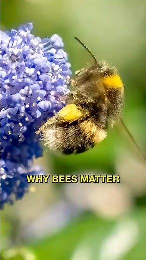 World Bee Day | How CA Climate Action Corps Supports Pollinators