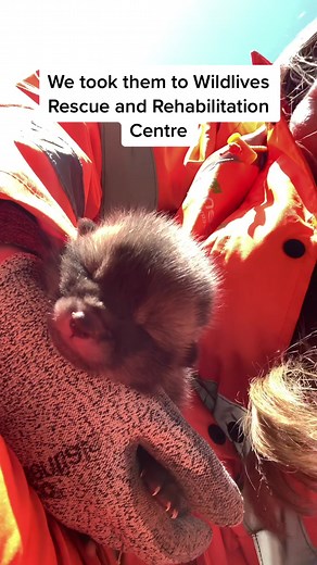 Heartwarming Rescue of Seven Baby Foxes