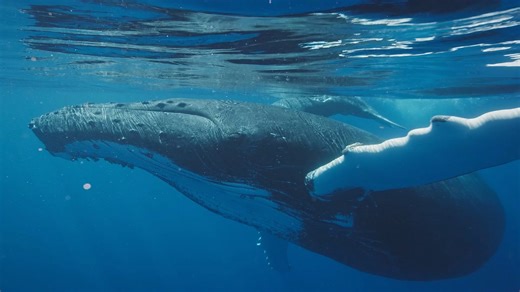 The Secret World of Whales Revealed in Close-Up Underwater Footage