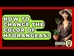 How To Change The Color Of Hydrangeas? - The Plant Enthusiast