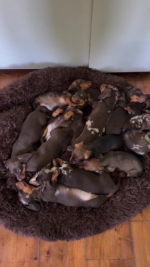 1.3K views · 20 reactions |  URGENT ADOPTION ALERT!  We have...