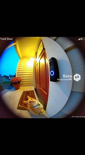 Cat Rings Doorbell for Food #funnycat #petlife #viralanimals