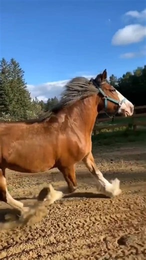 A Symphony of Power: Clydesdale Running Free More⬇️ https://doghappiness.co/the-majestic-clydesdales/ #viralhorses #equestrianlife #horsebackriding #horseofinstagram #horselife #horsesofinstagram #clydesdale #equestrian #horses #horseriding | Horse Lovers