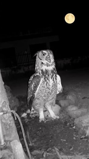 रात 12:00 बजे #horror #trending #scary #viral #ghost #shorts #viralstory #weird #trendingfear #pooka