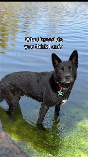 Shocked to find out Boscos top breeds. We used the embark test 👆 to find out & If you've been wondering about your dog, I posted the link! #dogsoftiktok