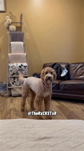 RxCKSTxR on Instagram: "You Stayed Out Late… Like You Don’t Have a DOG! Featured Vid from FanFam Lori D. 🫶🏾 #FunnyDogs #DogLogic #DogReels #ReelsDogs #PetComedy #DogHumor #PetReels"