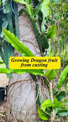 How to Grow Dragon Fruit from Cuttings in Australia | TikTok