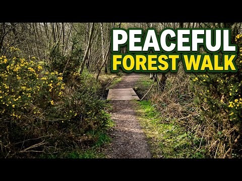 POV Forest Hike | Immersive Nature Walk