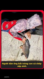 10K views · 71 reactions | Người đàn ông bắt được con cá chép sắp sinh — may mà cuối cùng đã thả nó đi #kienthuc #facts #suthatthuvi #trithuc #xuhuong #viral #reels | Tàng Tự Viên | Facebook