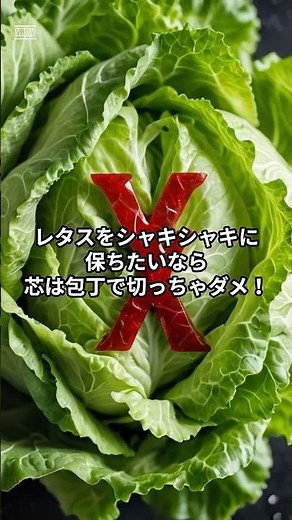 レタスがすぐ茶色くなるのは「包丁」のせい！芯の正しい外し方 #shorts #レタス #野菜の保存 #ライフハック #料理の裏技 #食のひみつ研究所