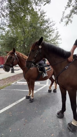 Hoofin' it! TPD's mounted patrol on duty in Tampa's Ybor City