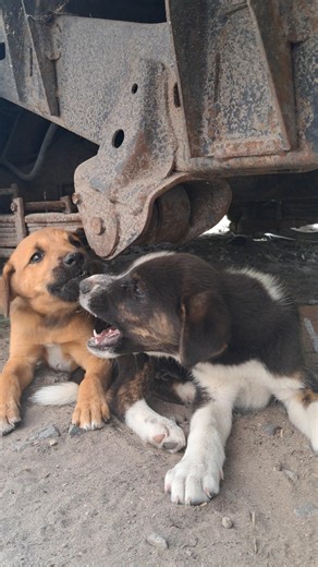 Aggressive puppies 🐶 😍 #Shorts