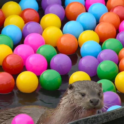 515K views · 4.2K reactions | Witness pure joy like no otter as Molly explores her ball pit wonderland. 簾 #BillyAndMolly: An Otter Love Story follows the heartwarming story of the unexpected friendship between a wild otter, Molly, and her devoted rescuer, Billy. Now streaming on Disney+ and Hulu in the U.S. | National Geographic | Facebook