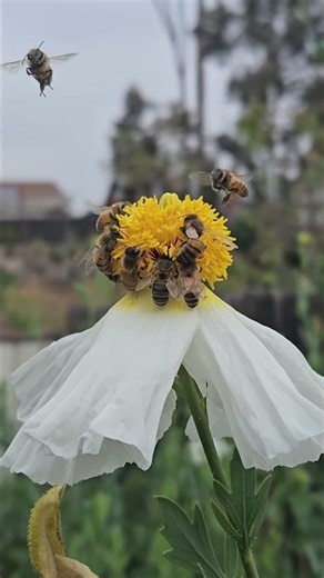 Why bees love this massive flower 🌼 #bees #garden