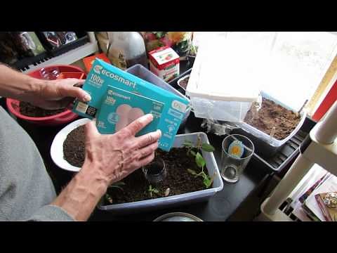 Starting Tomatoes/Peppers Indoors: LED/CFL Lighting, Planting, Fertilizing, Watering & Acclimation