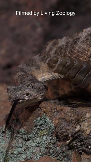 Deadly venomous Tiger snake