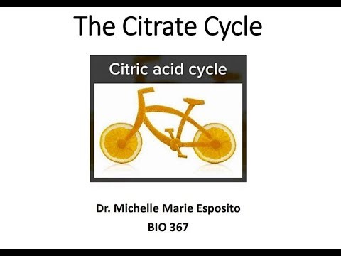BIO367 Biochemistry Citrate Cycle Lesson