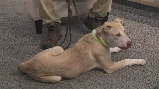 Meet Crispy Fried Tofu, a dog available to adopt from Austin Pets Alive! | Pet of the Week