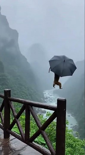 The monkey is a troublemaker on the plank road
