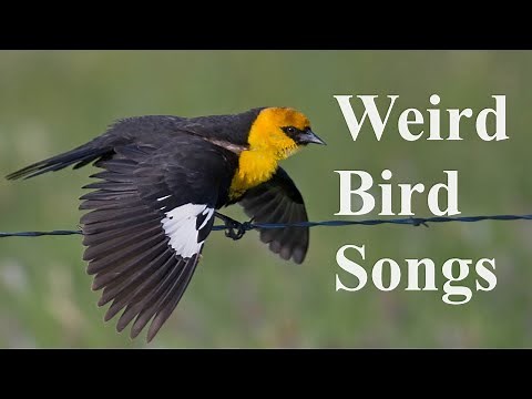 21 Weird Bird Sounds, Songs & Calls of North America