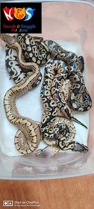 breeding ball python first time in India 🇮🇳 OD lemon blast