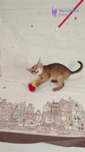 Adopt Diana: The Playful Ruddy Abyssinian Kitten 🧡 Curious & Sociable! #Abyssinian