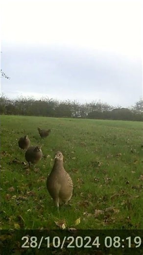 Lots of female pheasants