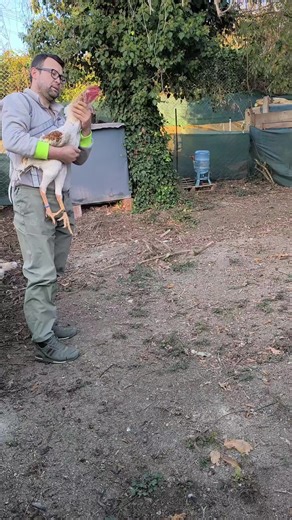 Understanding Hand Mating Techniques in Chickens