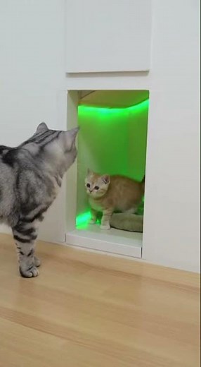 What's Behind the Secret Cat Door? 😱 Only They Know the Password! #cat