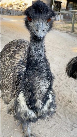 What sound does an Emu make? #emu #animals #wildlife #australia #birds #birdsounds #asmr