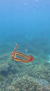Here are some fun facts about the Blanket Octopus 🐙 🎥 By @jacintashackleton Blanket octopus females are 10,000 times bigger than males. For many animals, the male is the bigger and flashier sex. But not so for the blanket octopus. The females can reach up to 2 meters (~6.6 ft) in length. The males, on the other hand, are the size of the pupil in a female’s eye, or roughly the size of your thumbnail Blanket octopuses are very romantic. When a male finds a female he likes, he doesn’t try to conv