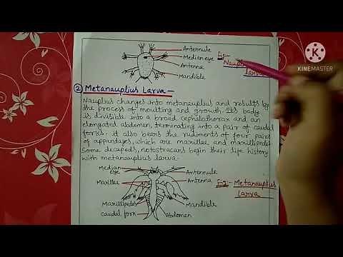 Larval forms of crustaceans || B.sc || Hindi