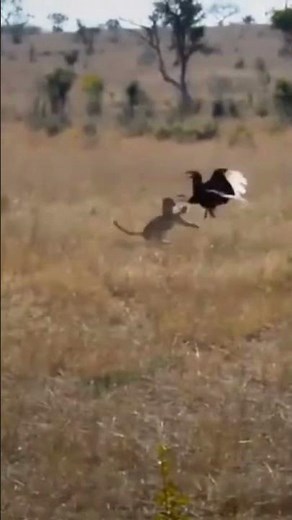 Watch the Epic Battle Between Lion and Eagle!