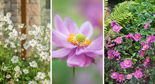 Anémone du Japon : floraison, taille et entretien