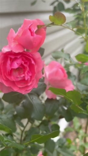 Roses #rose #flowers #nature #garden