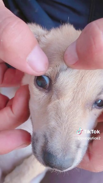 Dog lice puppy 🕷️🕷️🕷️ #foryou #lice